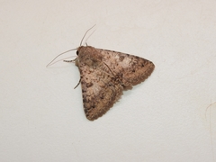 Pandesma robusta