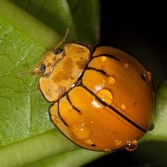 Microcaria mulsanti