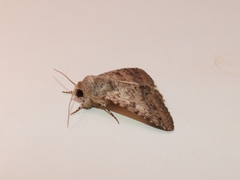 Pandesma robusta