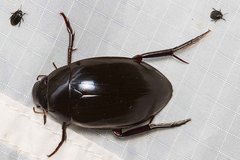 Hydrophilus australis