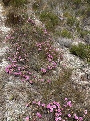 Lampranthus tenuifolius, photograph (c) Charleen Brunke, some rights reserved (CC BY)