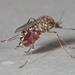 Aedes vexans nocturnus - Photo (c) juju98, μερικά δικαιώματα διατηρούνται (CC BY-NC), uploaded by juju98