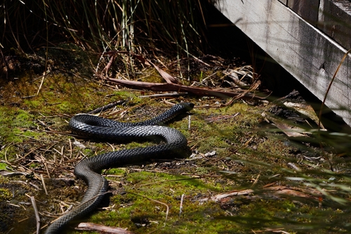 Tiger Snake sighting