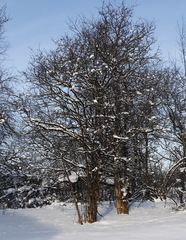 Crataegus chlorosarca