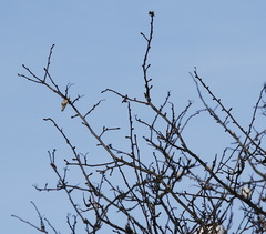 Crataegus chlorosarca