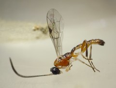 Zatypota bohemani