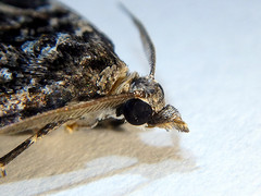 Dichromodes emplecta