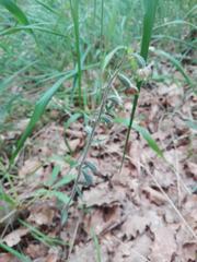 Epipactis microphylla