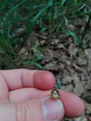 Epipactis microphylla