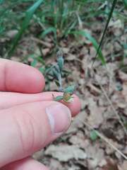 Epipactis microphylla