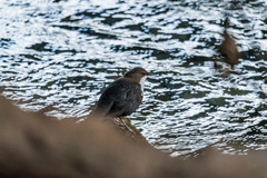 Cinclus cinclus aquaticus