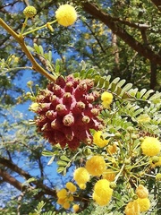 Cephalotelium macowanianum