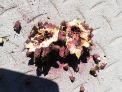 Cephalotelium macowanianum