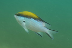 Chromis nitida