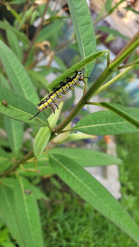 Plain Tiger Butterfly