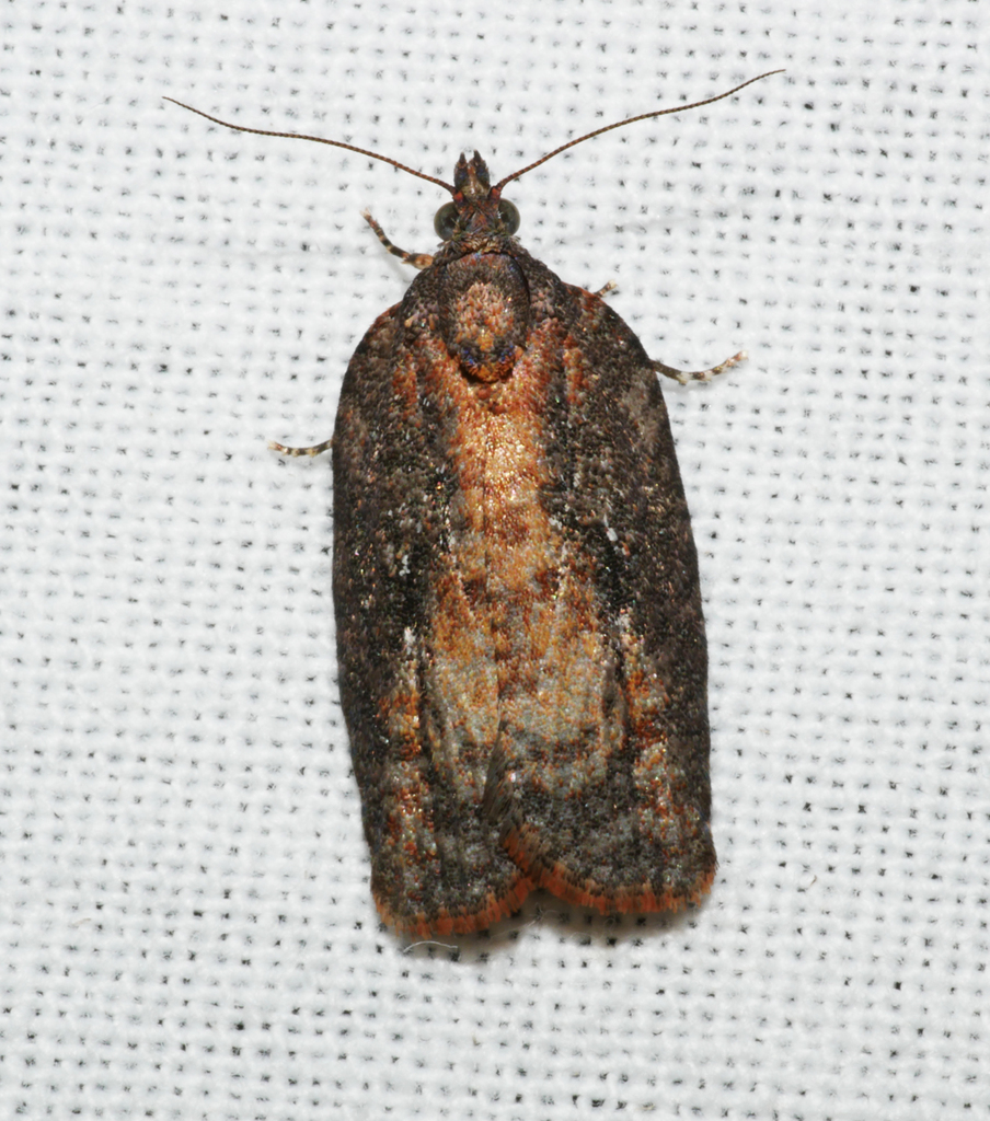 Acropolitis excelsa