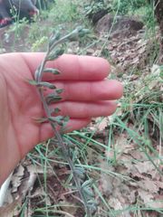 Epipactis microphylla