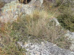 Pimelea oreophila lepta