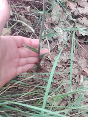 Epipactis microphylla