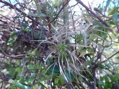Clematis quadribracteolata
