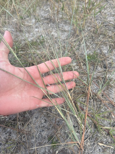 Elliott's lovegrass (Eragrostis elliottii)