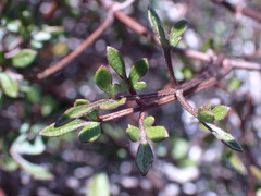 Clematis quadribracteolata