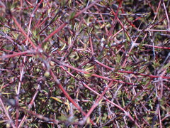 Coprosma intertexta