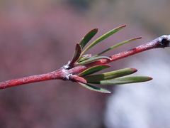 Coprosma intertexta