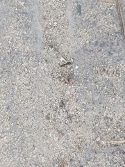 Brachyponera sennaarensis