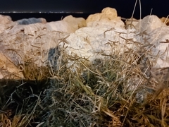 Dactyloctenium aegyptium