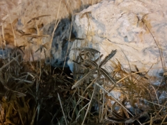 Dactyloctenium aegyptium