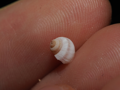 Salinator fragilis observed 2025-10-11