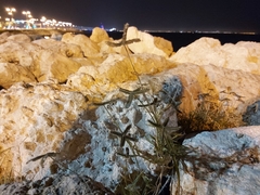 Dactyloctenium aegyptium