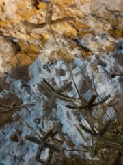 Dactyloctenium aegyptium