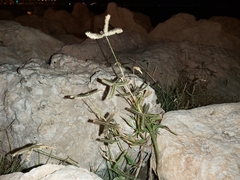 Dactyloctenium aegyptium