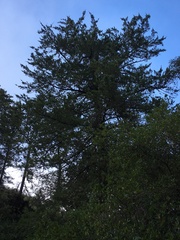 Cupressus abramsiana
