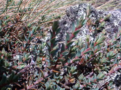 Pimelea oreophila lepta