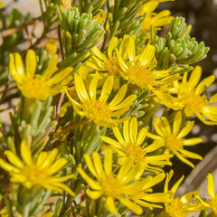 Arrowsmithia pulvinaris