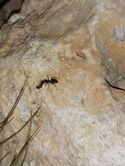 Camponotus