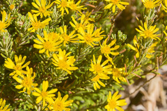 Arrowsmithia pulvinaris