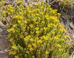 Arrowsmithia pulvinaris
