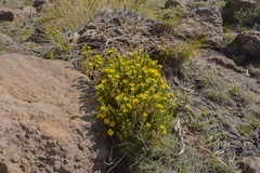 Arrowsmithia pulvinaris