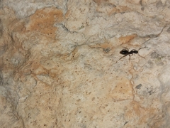 Camponotus