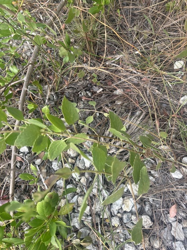Semaphore thoroughwort (Eupatorium mikanioides)