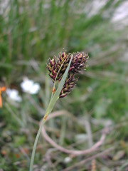 Carex atrata