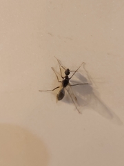 Camponotus