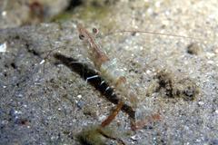 Penaeus aztecus