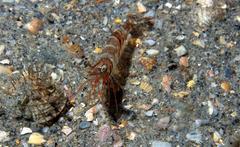 Penaeus aztecus