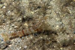 Penaeus aztecus