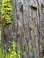 Cupressus abramsiana